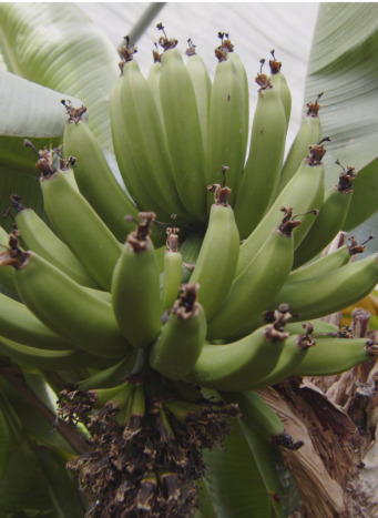 Zbliżenie na owoce bananowca. Są to zielone banany zgrupowane w jednym miejscu. 