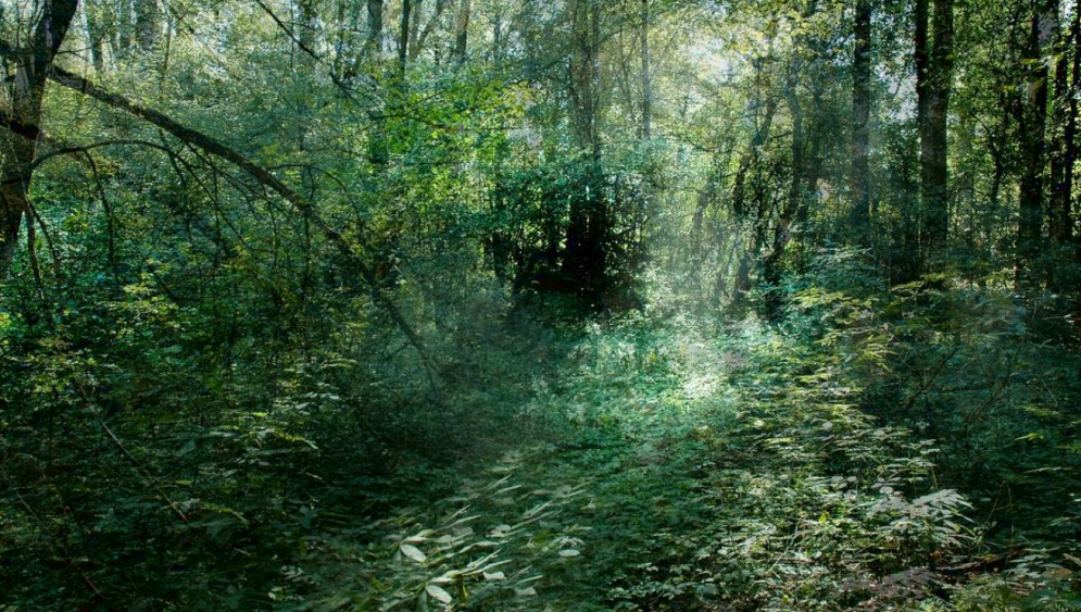 Rezerwat przyrody Morysin. Widok na las i gęstą roślinność. 