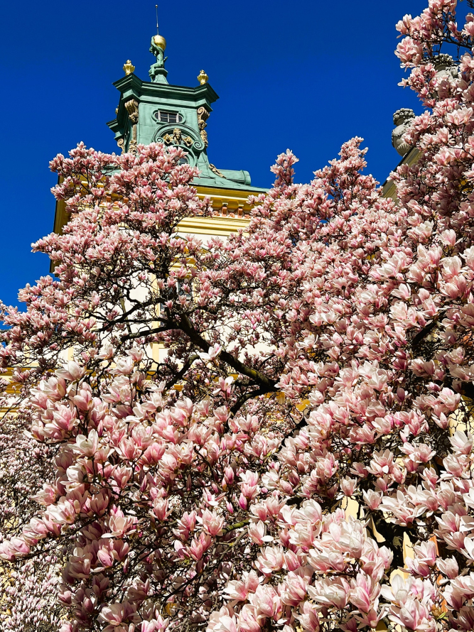 Kwitnaca magnolia na te wieży Pałacu w Wilanowie.