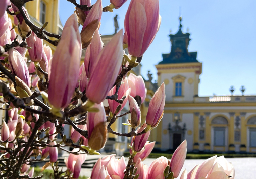 Kwitnąca kwiaty magnolii.