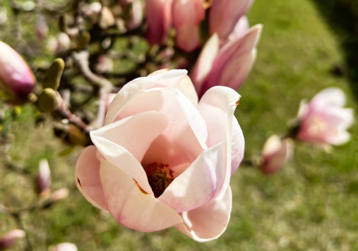 Kwitnąca kwiaty magnolii.
