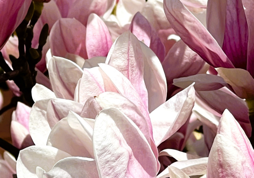 Kwitnąca kwiaty magnolii.