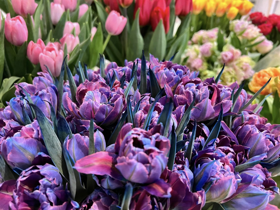Zdjęcie przedstawia kolorowe tulipany.